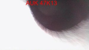 AUK 47K13