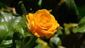 15=09=2025  ник   (196)