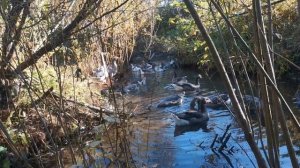 Гуси на речке