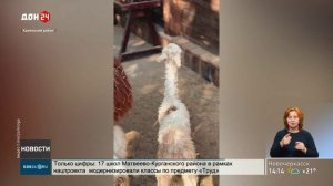 Пополнение в семье альпак