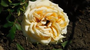 15=09=2025  ник   (118)