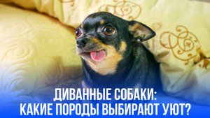Собак-диванщиков много: какие породы предпочитают уют вместо прогулок?