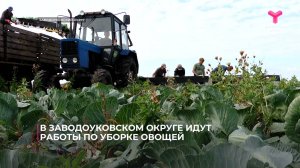 В Заводоуковском округе идут работы по уборке овощей
