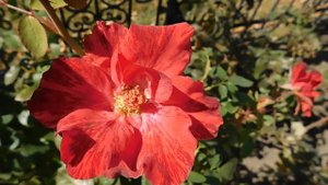 15=09=2025  ник   (181)