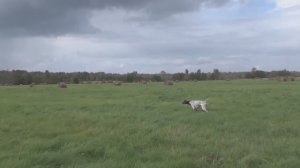 Курцхаар Эрик. Быстрота и манера поиска. Работа, имитация выстрела.
