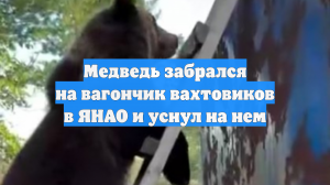 Медведь забрался на вагончик вахтовиков в ЯНАО и уснул на нем