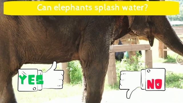 What can animals do quiz смотреть онлайн