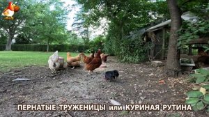 Куры несушки свободного выгула и их обычная куриная рутина – эпизод (718)