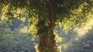 Слушать рассказ  - Как поступить по совести - Удивительные истории из жизни