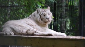 Прощай, Зая! Видео от 13 июля 2025 года.