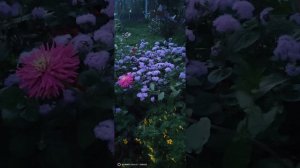 Цветы в сентябре - это чудо 🤗