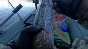🔺️🎣ВЕС🎣🔺️fishing#туризм#природа#ловля#рыбалка#щука#ловлящуки#ночевка#Чулым#река#спиннинг