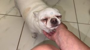 Хвостикам пора подкрепиться, а они выпендриваются.