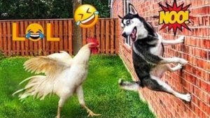 От первого лица: высмеиваем забавных животных 🤣 Смешные видео с животными 2025