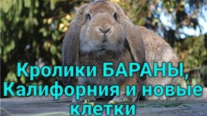 Новые кролики, новые клеточки, небольшой обзор