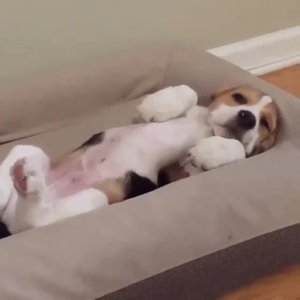 #веселье #myfurryfriend #смешныевидео #приколыспраздников #catlady #кот #котодом #cute