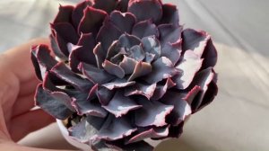 Моя коллекция суккулентов от А до Я в 2025 (часть 6)