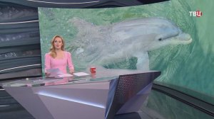Заплывшую в реку раненую афалину вернули в Черное море / События на ТВЦ