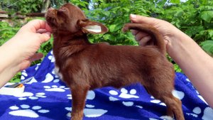 Грязные, мокрые, но СЧАСТЛИВЫЕ #чихуахуа +79215950848 #купитьчихуахуапродаю