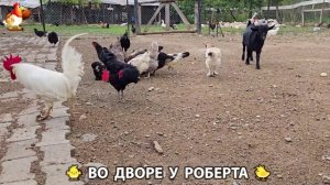 Содержание кур в домашних условиях и других птиц во дворе у Роберта 🐣🐤🦆🐔🪿🦃 (247)