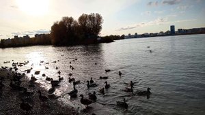 18.9.2025г  Енисей поездка-утки-3