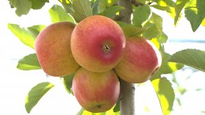 В Изобильненском округе приступили к сбору яблок