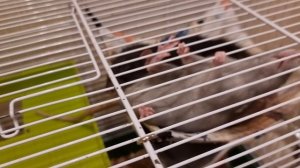 Мои крысы.Часть2