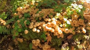 Вакханалия опят