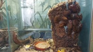 В Московском Зоопарке есть большая коллекция насекомых, жуков, пауков. бабочек и др.