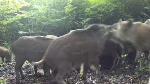 Кабанчики видео фото ловушки