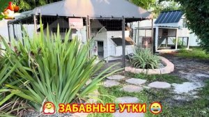 Забавные утки мускусные и пекинские на свободном выгуле со своими друзьями ч.(228) ❣️🤗😂