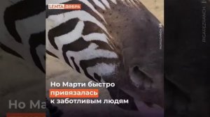 Зебра на ферме.