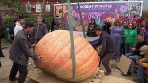 В Аптекарском огороде представили гигантскую тыкву-рекордсменку Кисамора