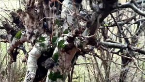 Блуждающие дороги, леса и луга,