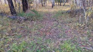 Осень питбайк