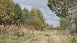 В этом году жители разных городов области не раз встречались с дикими животными