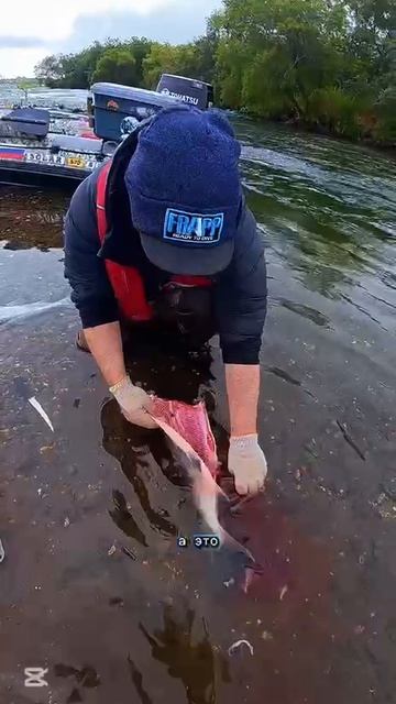 Осенний кижуч — красное золото Камчатки!