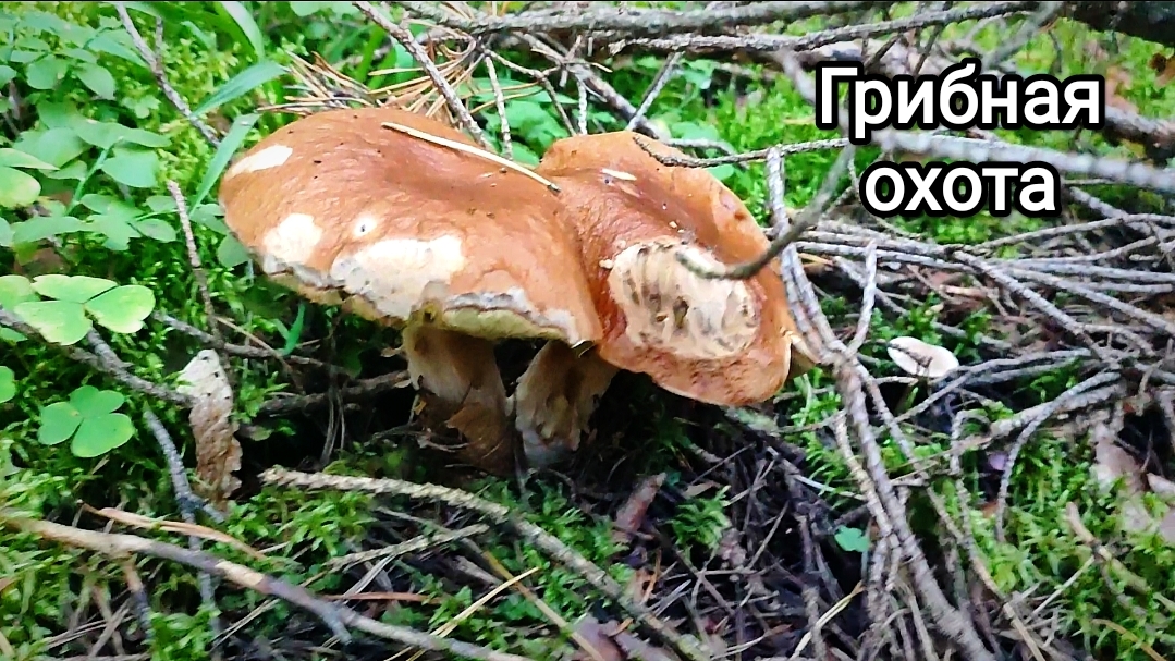 Грибная охота