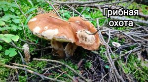 Грибная охота
