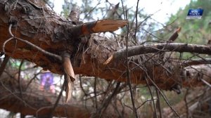 Почему не убирают сломанную ветку пицундской сосны в Туапсе в парке «Алые паруса»?