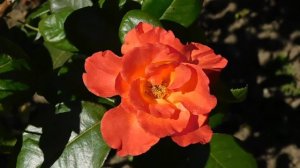 15=09=2025  ник   (147)