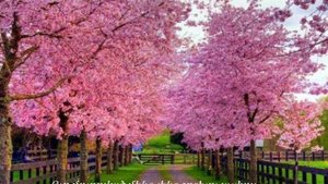 ,,ԵՍ ԳՈՀԱՆՈւՄ ԵՄ,,   -  նվագակցում է ԱՆԱՀԻՏ ՄԵԼՔՈւՄՅԱՆԸ