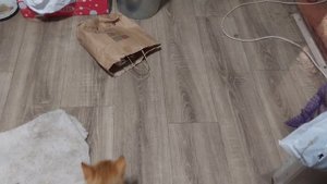 Котёнок спрятался в пакете и не хочет выходить :)