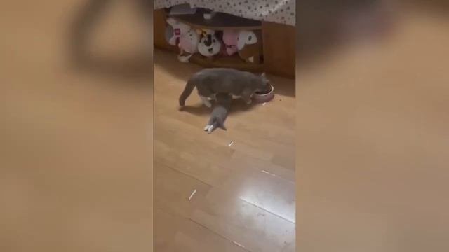Смешные животные. Подборка лучшего.