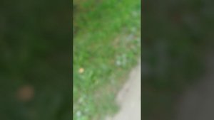 гуляем по скверу)