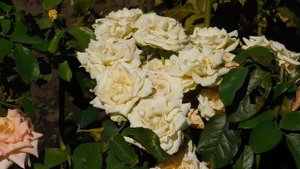 15=09=2025  ник   (200)