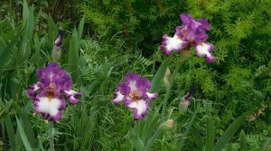 ЦВЕТЫ -=- ЦВЕТОЧКИ  СЛАЙД ШОУ