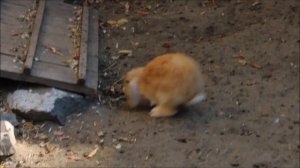 Кролики с крольчатами 15.09.2025