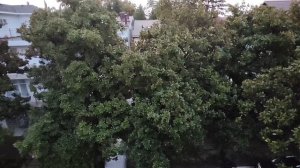 Лазаревское Птица МЯУКАЕТ к Чему ЭТО🆘 19 сентября 2925 Лазаревское Сочи 🌍☀⛅☁💧⚡❄👹