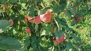 "Вести с полей" серия 17, 1-9 сентября. Уборка урожая, сушка яблок